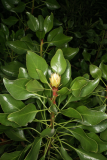 Protea cynaroides RCP1-09 22.jpg